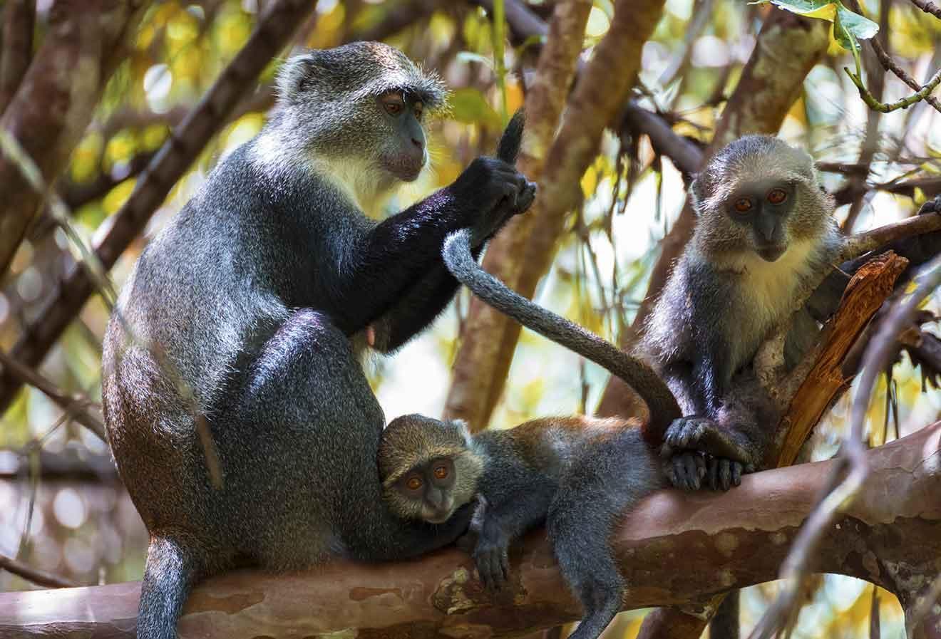 Visit Jozani Forest